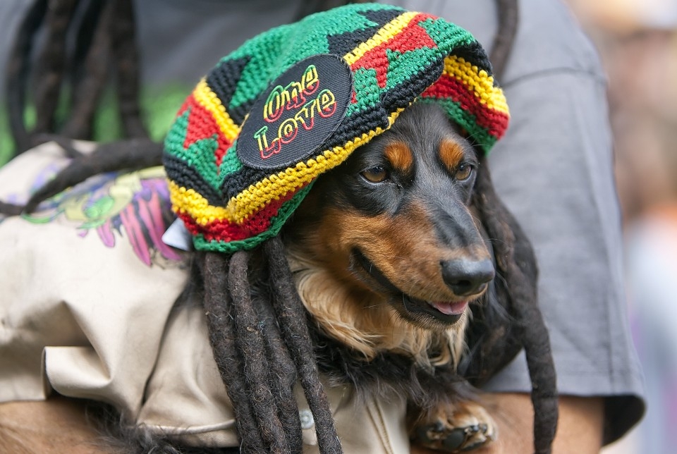 dog reggae